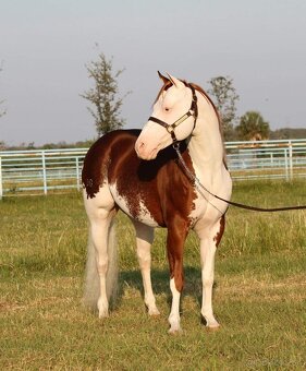 Quarter horse žrebček - double register - 8