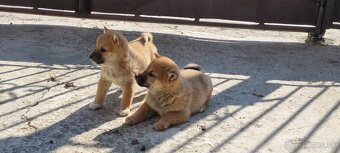 Shiba - 8