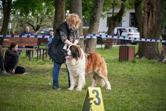 Moskovský strážny pes PP FCI - 8