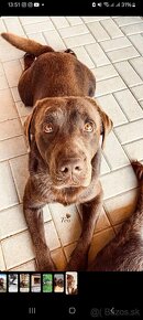 Labrador na krytie - 8