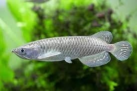 aligator gar spatula albino TOP CENA 220E +arowany - 8