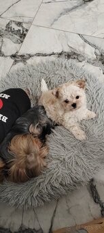 Predám maltezak - 8