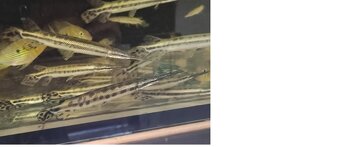 arapaima gigas /novy import 6-2025 - 8
