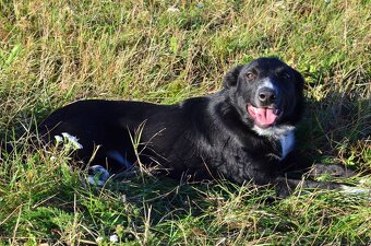 Krátkosrstá border kólia s PP - 8