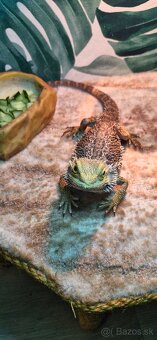 Terarium s agamou - 8