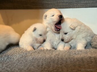 Samojed s PP - psík - 8
