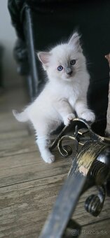 Ragdoll s PP - 8