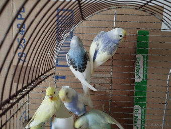 Predám andulky z búdok vyletané v auguste - 8