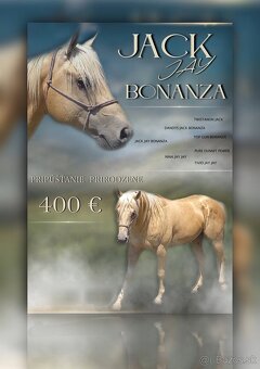 Quarter horse - 8