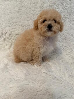 Maltipoo - 8