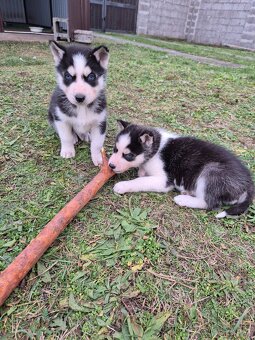 Sibírsky husky – šteniatka na predaj - 8