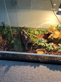 Predám terarium - 8