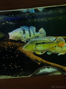 Predám akvárium komplet - 8