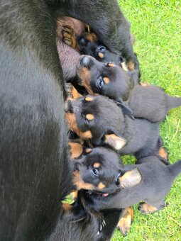 Beauceron šteniatko, šteniatka s PP - 8