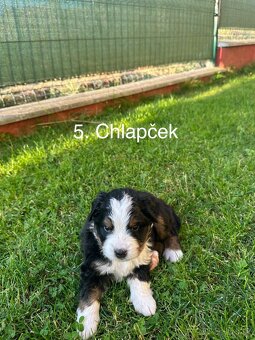 Bernský salašnícky pes – šteniatka na predaj - 8