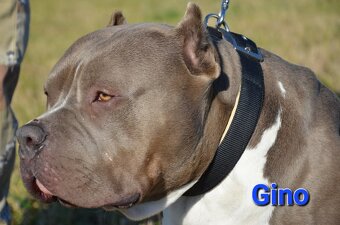 Top pejsek American bully XL s PP - 8