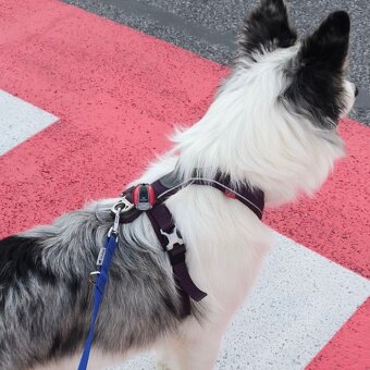 Non-stop dogwear model Line Harness 5.0 (staršia verzia) - 8