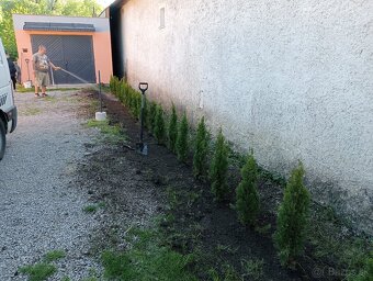 Tuja Smaragd, vavrínovec, červienka, gaštan - Poprad - 8