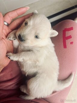 Šteniatka hľadaju domov - 8