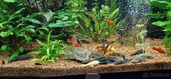 Akvárium Diversa 450l - 8