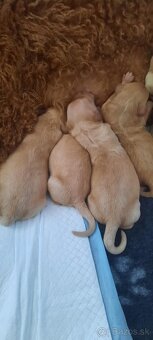 Goldendoodle po rodičoch s pp - 8