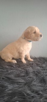 Goldendoodle po rodičoch s pp - 8
