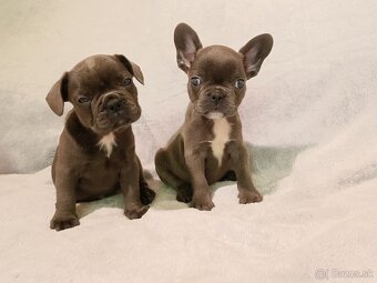 Francúzsky buldoček, šteniatka Blue, Faun, Black Tan - 8