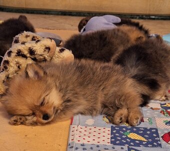Pomeranian s PP - 8