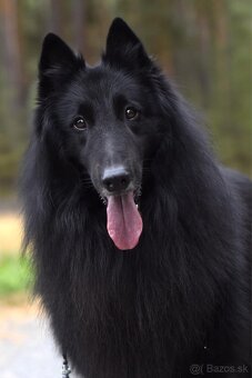 Belgický ovčiak groenendael FCI s PP po šampiónoch - 8
