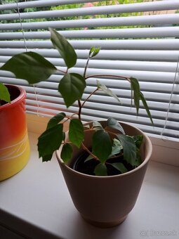 Krotón, pilea, tučnolist, cissus, monstera, osobný odber BA - 8