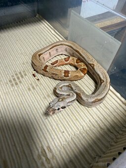 Boa Constrictor -  Velhad Kralovsky - 8