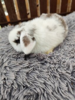 Minilop samička s VP - 8