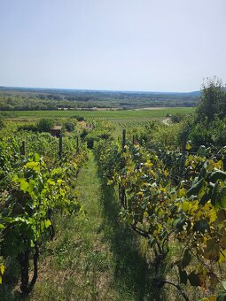 Dve vinice v srdci Tokajskej oblasti – obec Viničky - 8