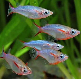 Živé krmivo pre ryby a krevety, machy - 8