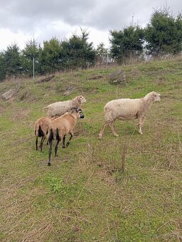 Predám ovce kamerúnske - 8