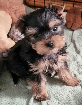 yorkshire terier - 8