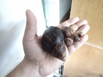 Africké slimáky - 8