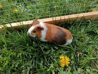 Predám morčatá - 8