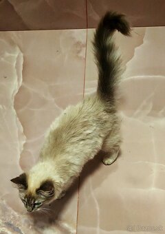 Ragdoll - 8