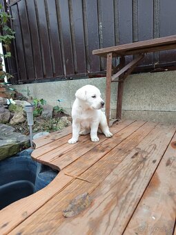 Labradorsky retriever - 8