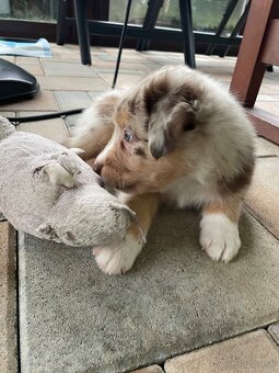 Australsky ovciak s PP - 8