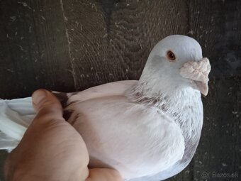 Predám poštové holuby - 8