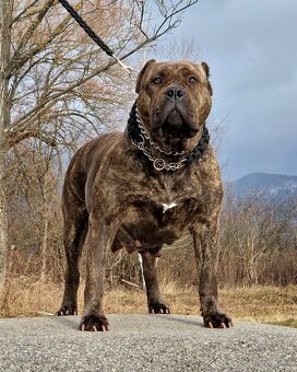 American bully xl xxl - 8