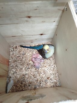 Andulka blackwings,ciernokrydla - 8