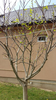Sadenice Figy - 8