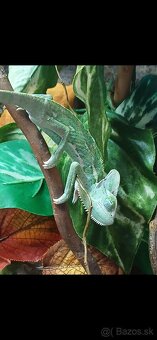 Chameleon jemensky - 8
