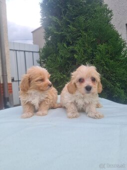 Maltipoo - 8
