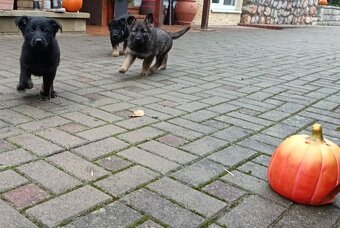 Nemecký ovčiak šteniatka - 8