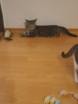 Darujeme maciatka - 8