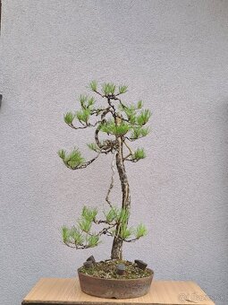 Bonsai / bonsaj - rozne, foto v prilohe, ponuka v texte - 8